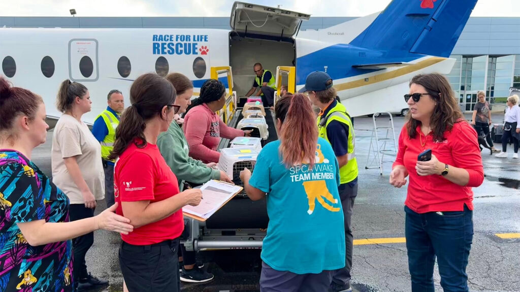 Dogs and cats spirited to safety after Hurricane Helene